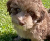 Havapoo Puppies For Sale Pilesgrove Pups